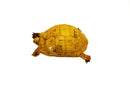 Syrian Golden Greek Tortoise Adult Male 7 (Testudo graeca terrestris) -
