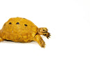 Syrian Golden Greek Tortoise Adult Male 8 (Testudo graeca terrestris) -