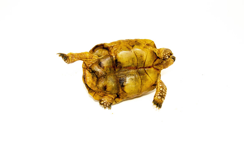 Syrian Golden Greek Tortoise Adult Male 8 (Testudo graeca terrestris) -