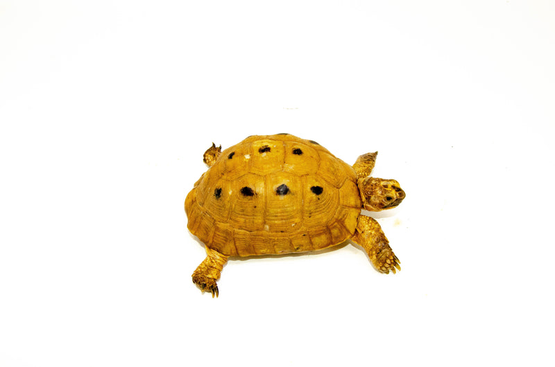Syrian Golden Greek Tortoise Adult Male 8 (Testudo graeca terrestris) -