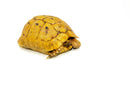 Syrian Golden Greek Tortoise Adult Male 9 (Testudo graeca terrestris) -
