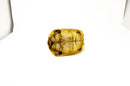 Syrian Golden Greek Tortoise Adult Male 9 (Testudo graeca terrestris) -
