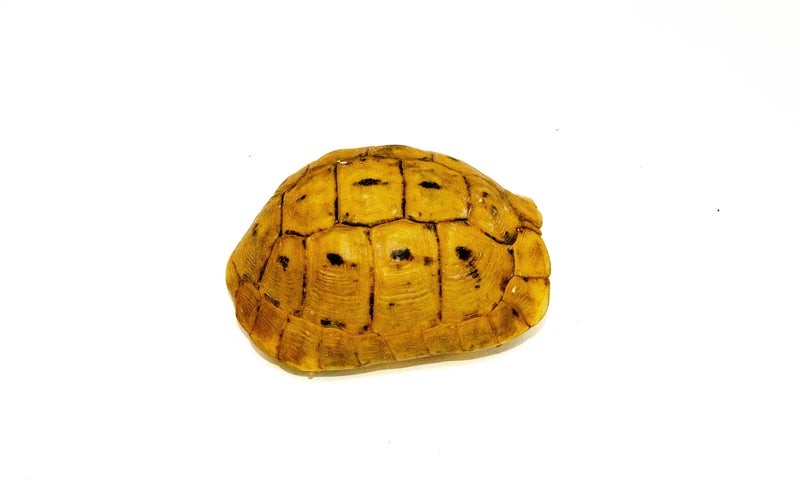 Syrian Golden Greek Tortoise Adult Male 9 (Testudo graeca terrestris) -