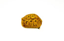 Syrian Golden Greek Tortoise Adult Male 9 (Testudo graeca terrestris) -