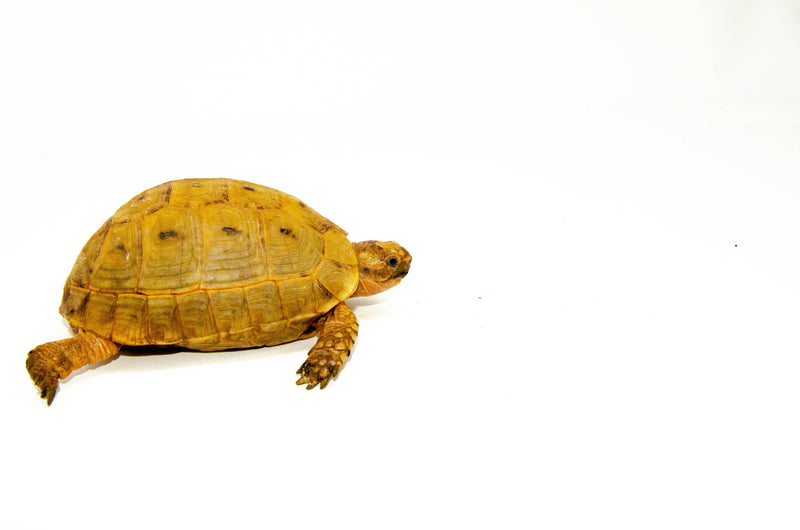 Syrian Golden Greek Tortoise Adult Male 10 (Testudo graeca terrestris) -