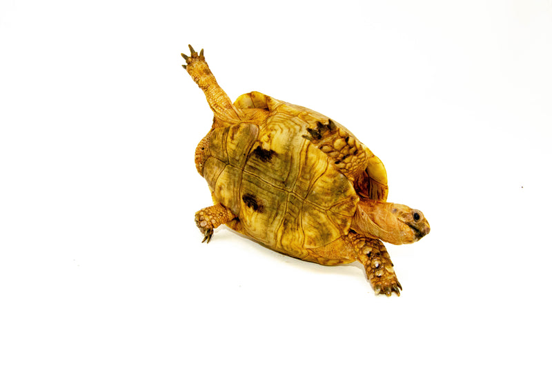 Syrian Golden Greek Tortoise Adult Male 10 (Testudo graeca terrestris) -