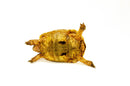 Syrian Golden Greek Tortoise Adult Male 10 (Testudo graeca terrestris) -
