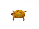 Syrian Golden Greek Tortoise Adult Male 10 (Testudo graeca terrestris) -