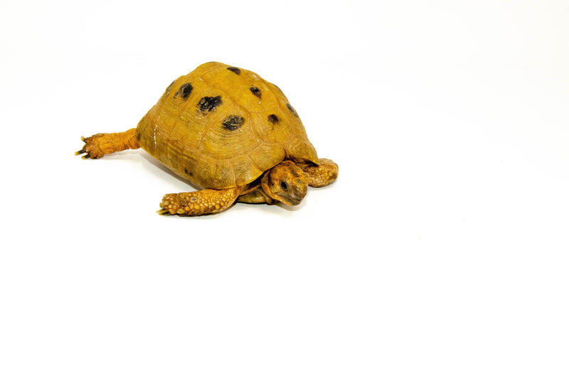 Syrian Golden Greek Tortoise Adult Male 11 (Testudo graeca terrestris) -