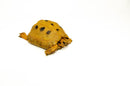 Syrian Golden Greek Tortoise Adult Male 11 (Testudo graeca terrestris) -