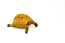 Syrian Golden Greek Tortoise Adult Male 12 (Testudo graeca terrestris) -