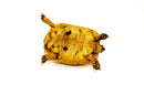 Syrian Golden Greek Tortoise Adult Male 12 (Testudo graeca terrestris) -