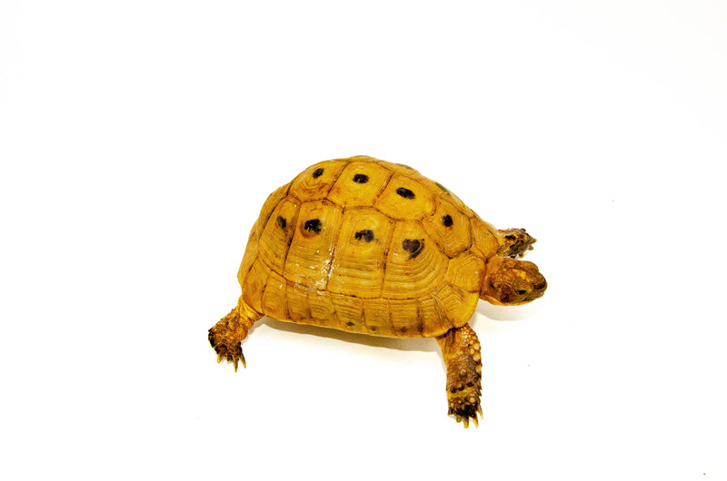 Syrian Golden Greek Tortoise Adult Male 12 (Testudo graeca terrestris) -