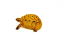 Syrian Golden Greek Tortoise Adult Male 12 (Testudo graeca terrestris) -