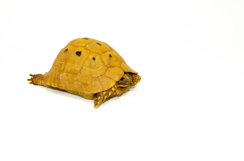 Syrian Golden Greek Tortoise Adult Male 13 (Testudo graeca terrestris) -