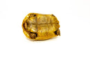 Syrian Golden Greek Tortoise Adult Male 13 (Testudo graeca terrestris) -