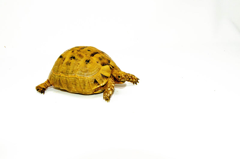 Syrian Golden Greek Tortoise Adult Female 4 (Testudo graeca terrestris) -