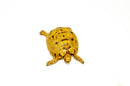 Syrian Golden Greek Tortoise Adult Female 4 (Testudo graeca terrestris) -