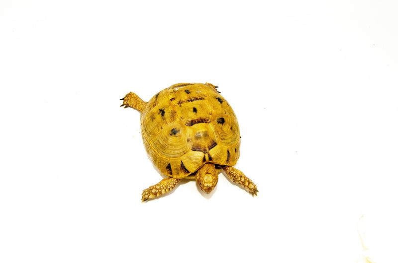 Syrian Golden Greek Tortoise Adult Female 4 (Testudo graeca terrestris) -