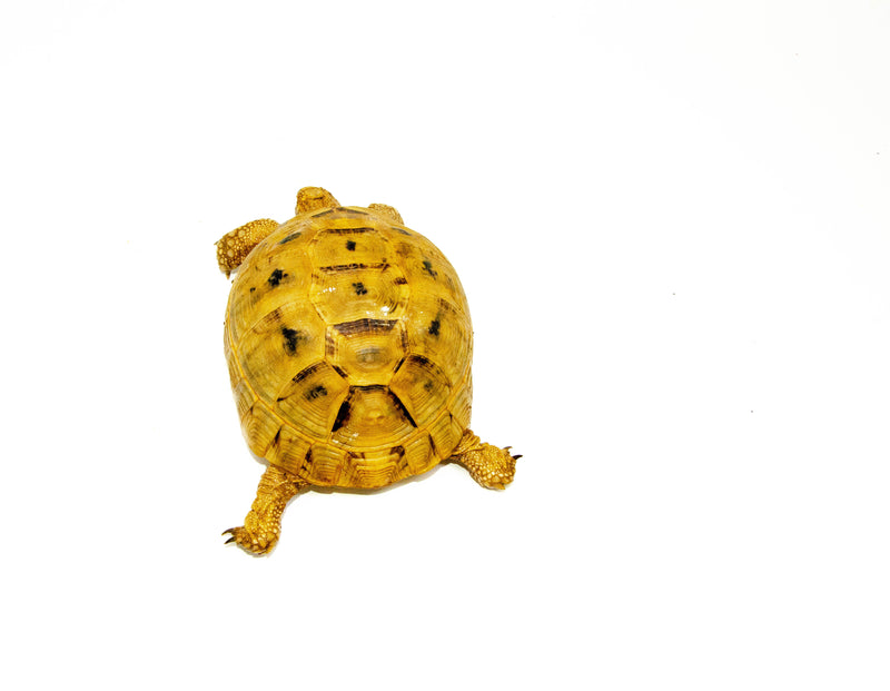 Syrian Golden Greek Tortoise Adult Female 4 (Testudo graeca terrestris) -