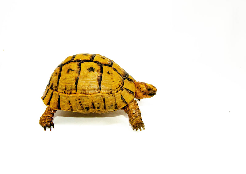 Syrian Golden Greek Tortoise Adult Female 5 (Testudo graeca terrestris) -