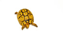Syrian Golden Greek Tortoise Adult Female 5 (Testudo graeca terrestris) -