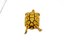 Syrian Golden Greek Tortoise Adult Female 5 (Testudo graeca terrestris) -