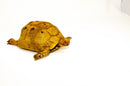 Syrian Golden Greek Tortoise Adult Female 6 (Testudo graeca terrestris) -