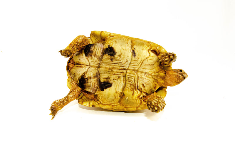Syrian Golden Greek Tortoise Adult Female 6 (Testudo graeca terrestris) -