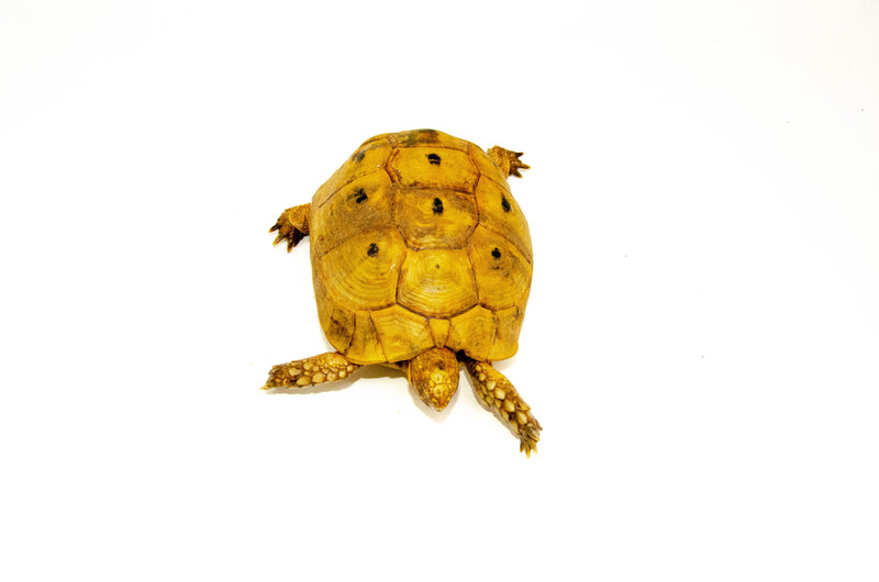 Syrian Golden Greek Tortoise Adult Female 6 (Testudo graeca terrestris) -