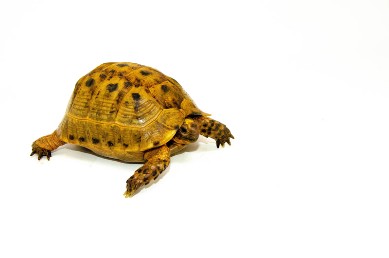 Syrian Golden Greek Tortoise Adult Female 7 (Testudo graeca terrestris) -