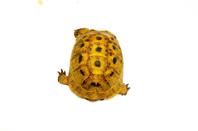 Syrian Golden Greek Tortoise Adult Female 7 (Testudo graeca terrestris) -