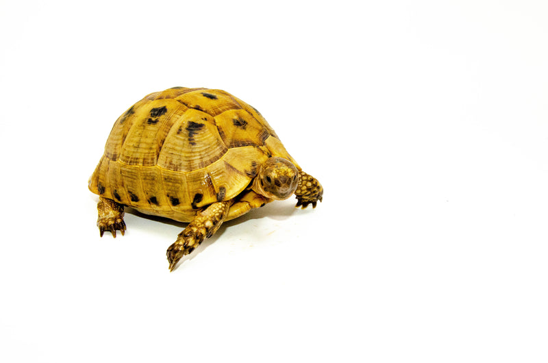 Syrian Golden Greek Tortoise Adult Female 8 (Testudo graeca terrestris) -