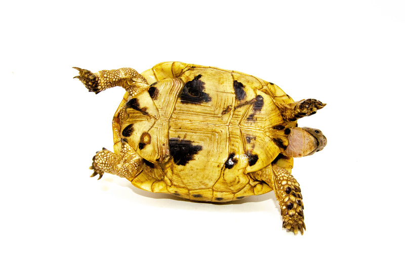 Syrian Golden Greek Tortoise Adult Female 8 (Testudo graeca terrestris) -
