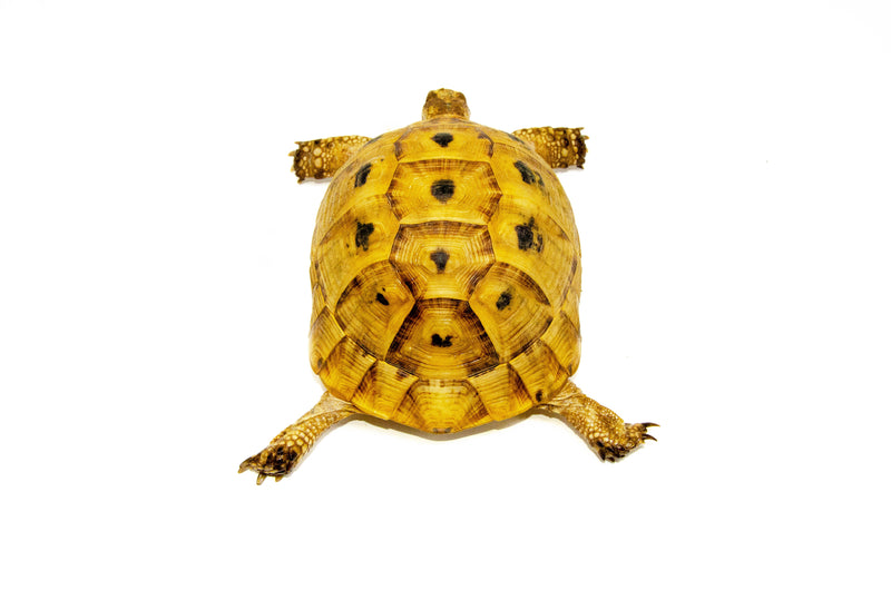 Syrian Golden Greek Tortoise Adult Female 8 (Testudo graeca terrestris) -