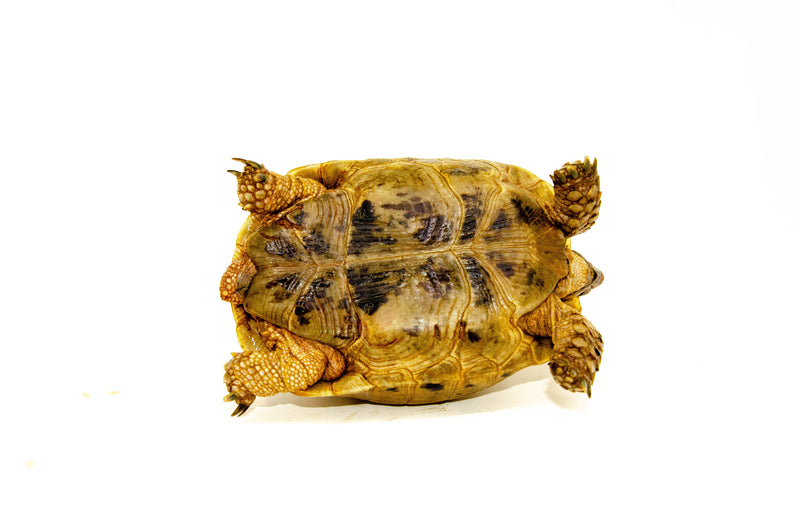 Syrian Golden Greek Tortoise Adult Female 9 (Testudo graeca terrestris) -