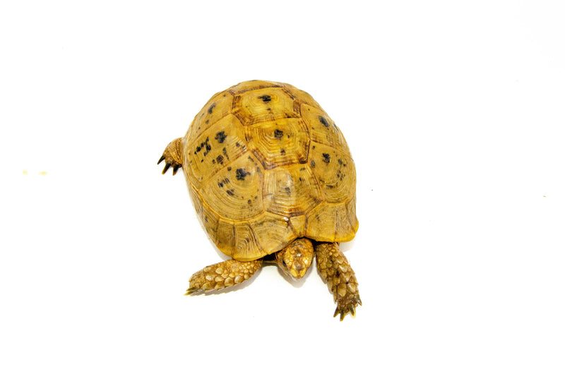Syrian Golden Greek Tortoise Adult Female 9 (Testudo graeca terrestris) -