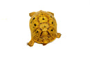 Syrian Golden Greek Tortoise Adult Female 9 (Testudo graeca terrestris) -