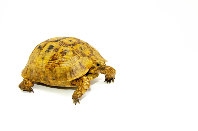 Syrian Golden Greek Tortoise Adult Female 10 (Testudo graeca terrestris) -
