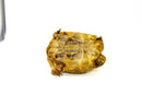 Syrian Golden Greek Tortoise Adult Female 10 (Testudo graeca terrestris) -