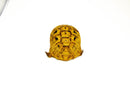 Syrian Golden Greek Tortoise Adult Female 10 (Testudo graeca terrestris) -