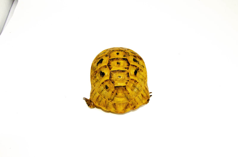 Syrian Golden Greek Tortoise Adult Female 10 (Testudo graeca terrestris) -