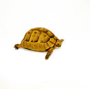 Syrian Golden Greek Tortoise Adult Female 11 (Testudo graeca terrestris) -