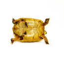 Syrian Golden Greek Tortoise Adult Female 11 (Testudo graeca terrestris) -