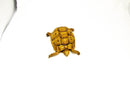Syrian Golden Greek Tortoise Adult Female 11 (Testudo graeca terrestris) -