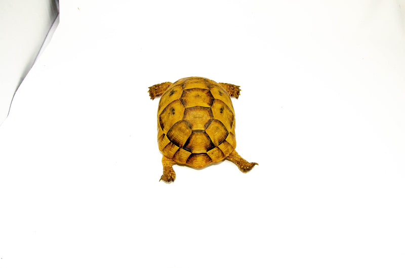 Syrian Golden Greek Tortoise Adult Female 11 (Testudo graeca terrestris) -