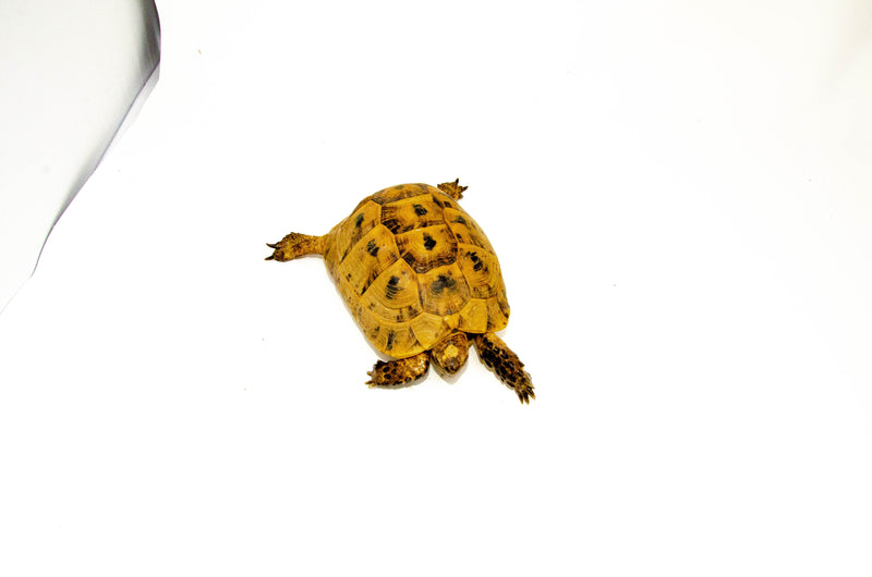 Syrian Golden Greek Tortoise Adult Female 12 (Testudo graeca terrestris) -