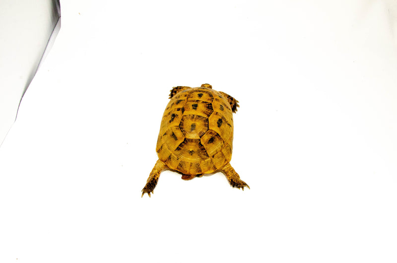 Syrian Golden Greek Tortoise Adult Female 12 (Testudo graeca terrestris) -