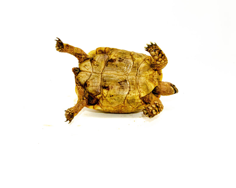 Syrian Golden Greek Tortoise Adult Female 13 (Testudo graeca terrestris) -