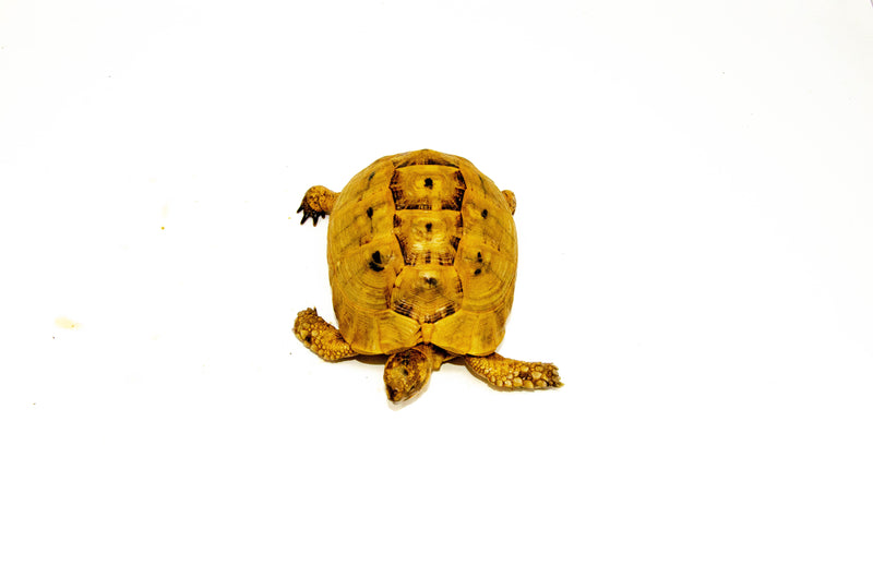 Syrian Golden Greek Tortoise Adult Female 13 (Testudo graeca terrestris) -